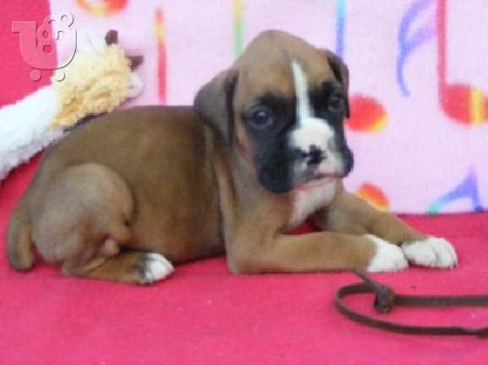 Boxer Puppies